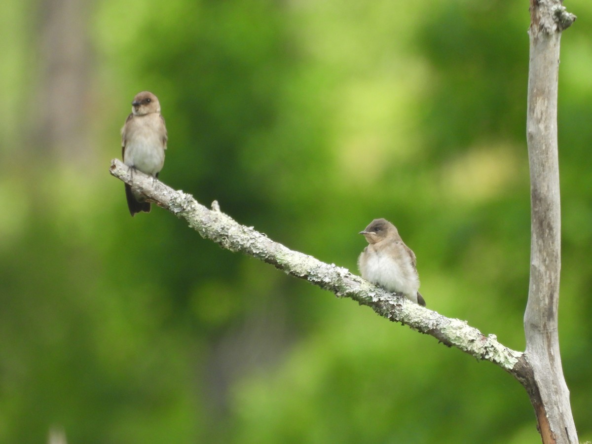 Northern Rough-winged Swallow - ML635480693