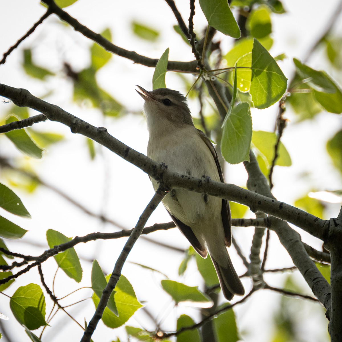 Eastern/Western Warbling Vireo - ML635480740