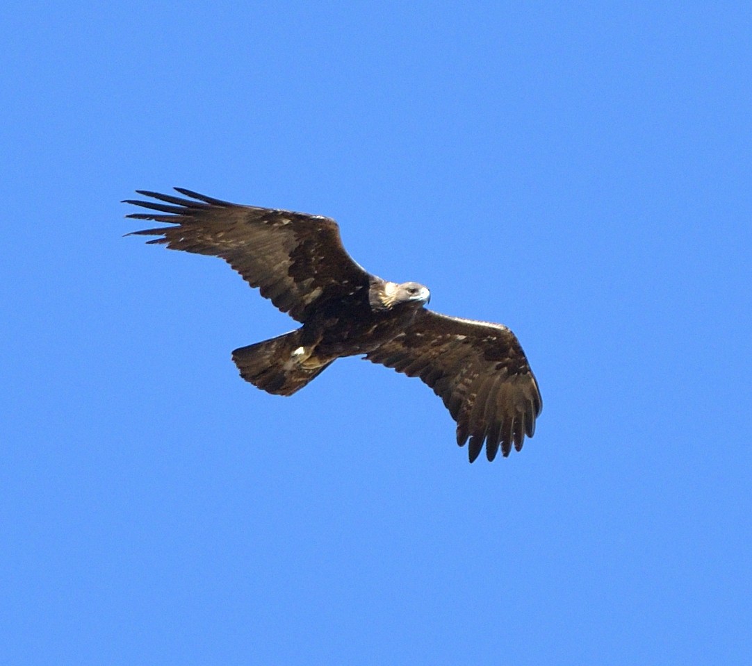 Golden Eagle - ML635480783