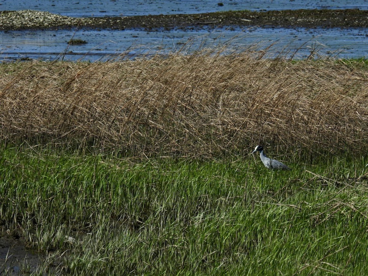 Yellow-crowned Night Heron - ML635480804