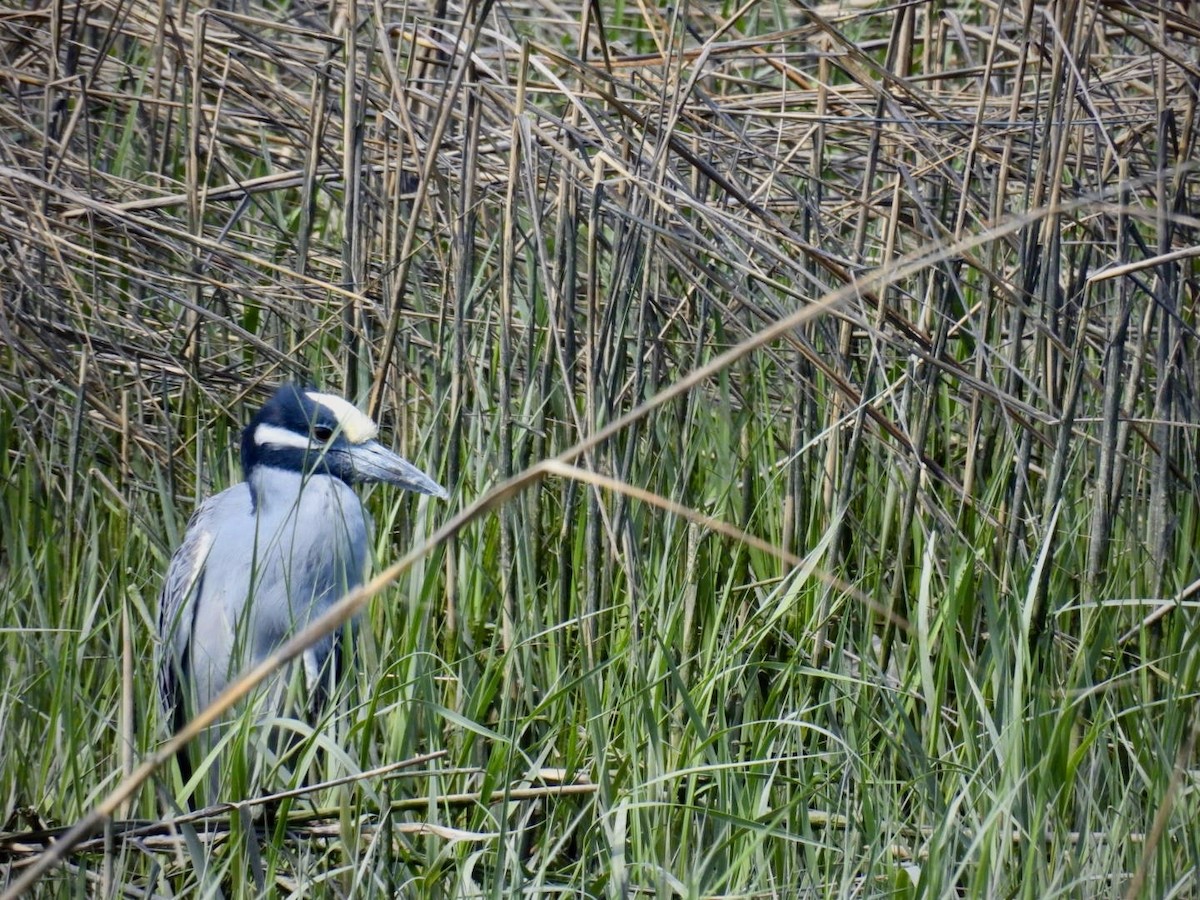 Yellow-crowned Night Heron - ML635480806