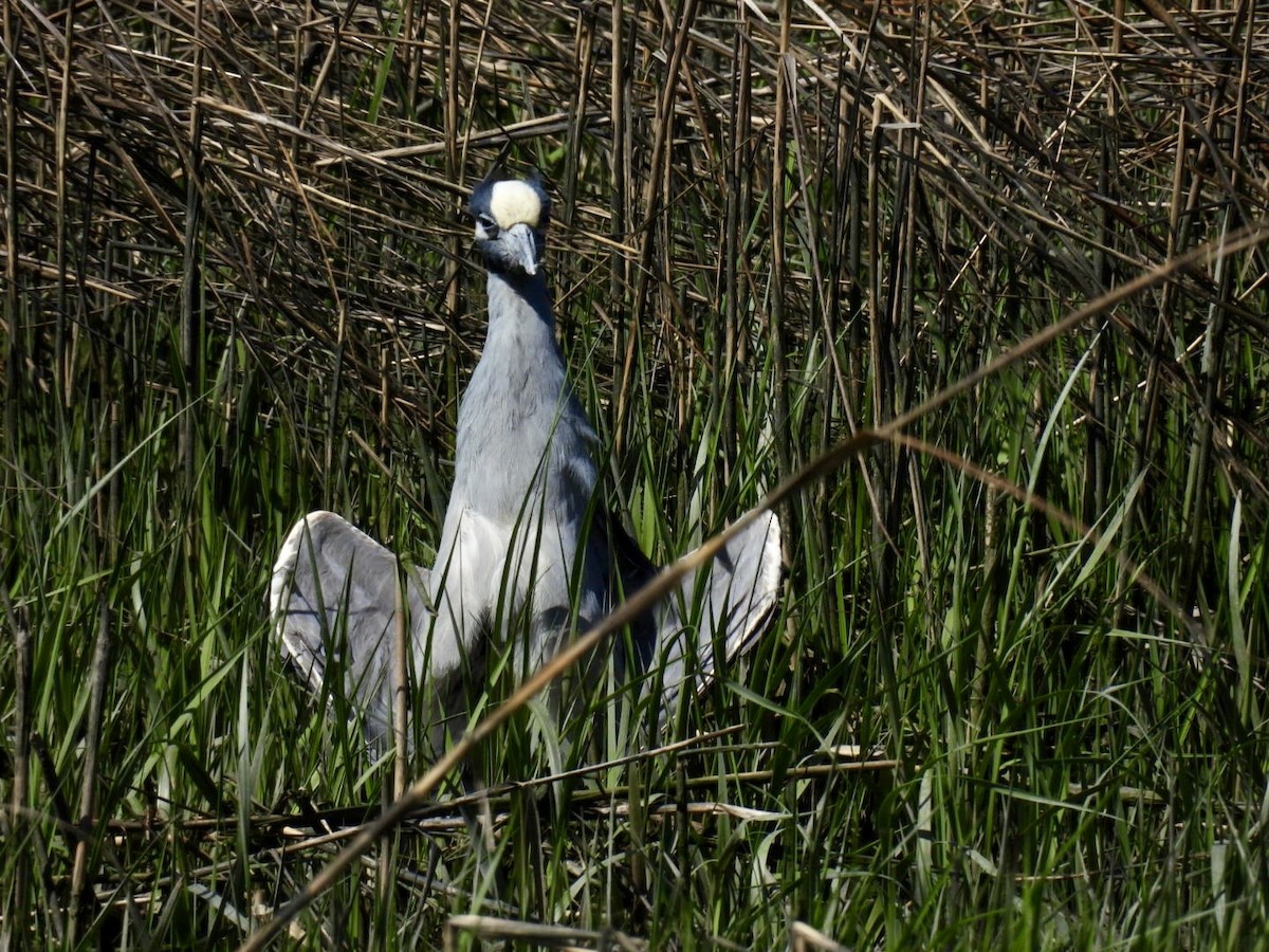 Yellow-crowned Night Heron - ML635480807