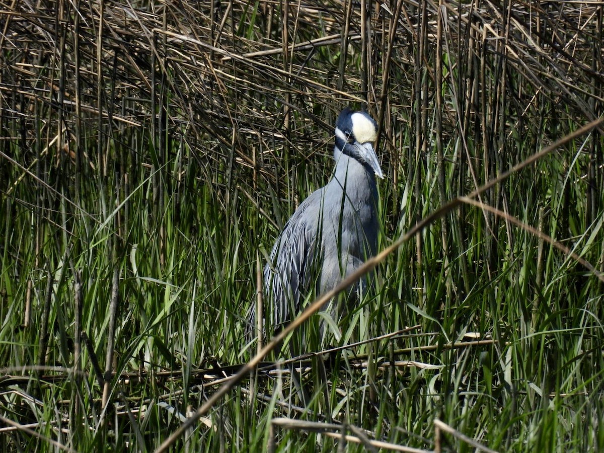 Yellow-crowned Night Heron - ML635480808