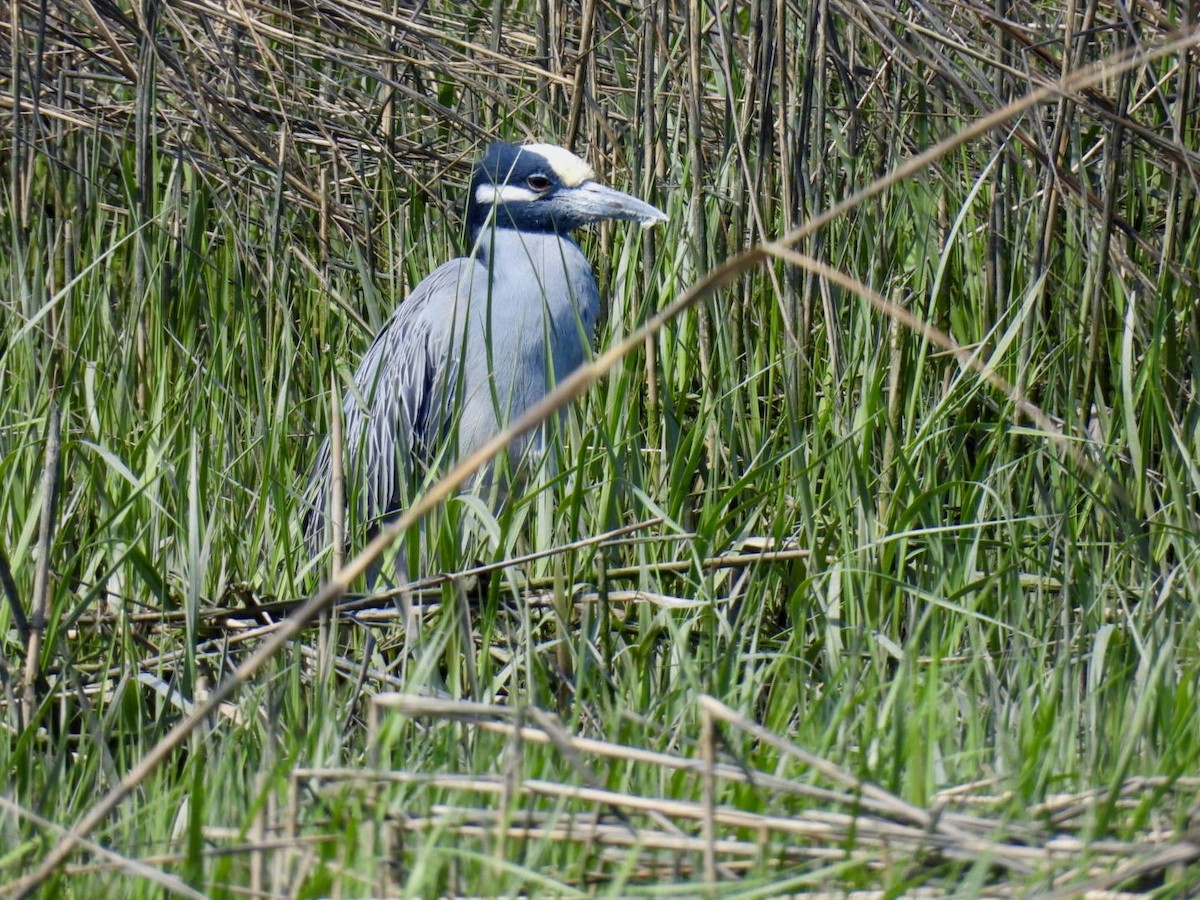 Yellow-crowned Night Heron - ML635480809