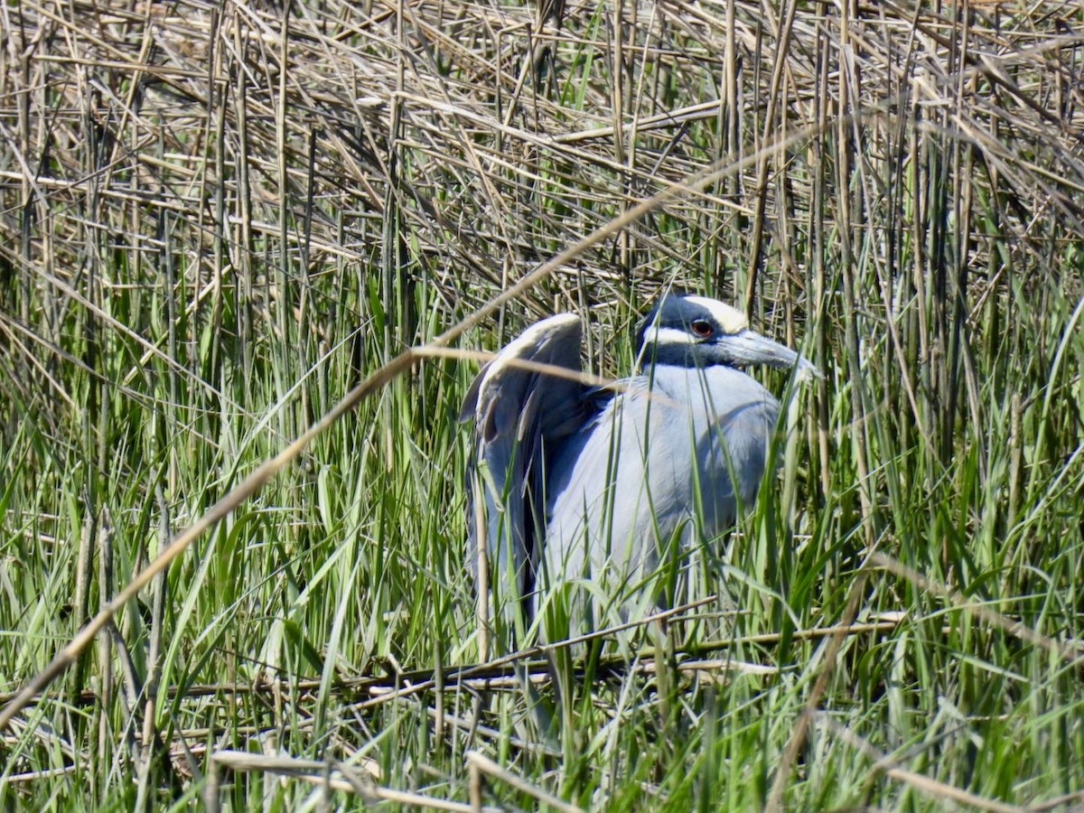 Yellow-crowned Night Heron - ML635480810