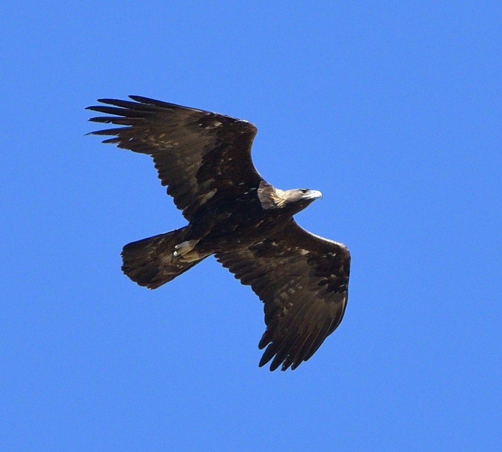 Golden Eagle - ML635480812