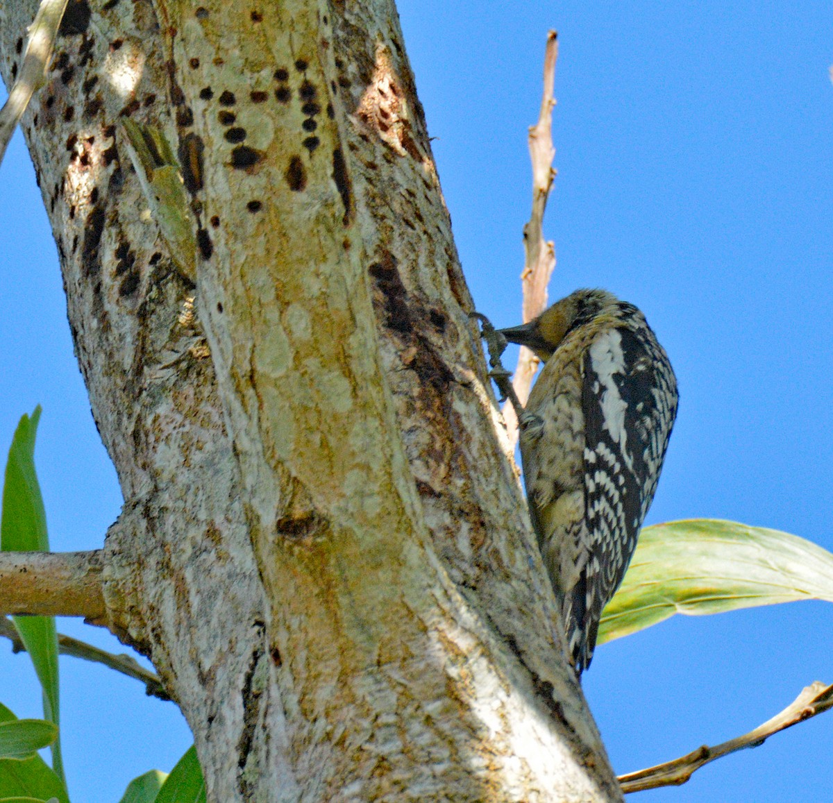 Yellow-bellied Sapsucker - ML635480815
