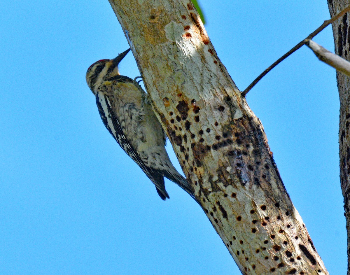 Yellow-bellied Sapsucker - ML635480816