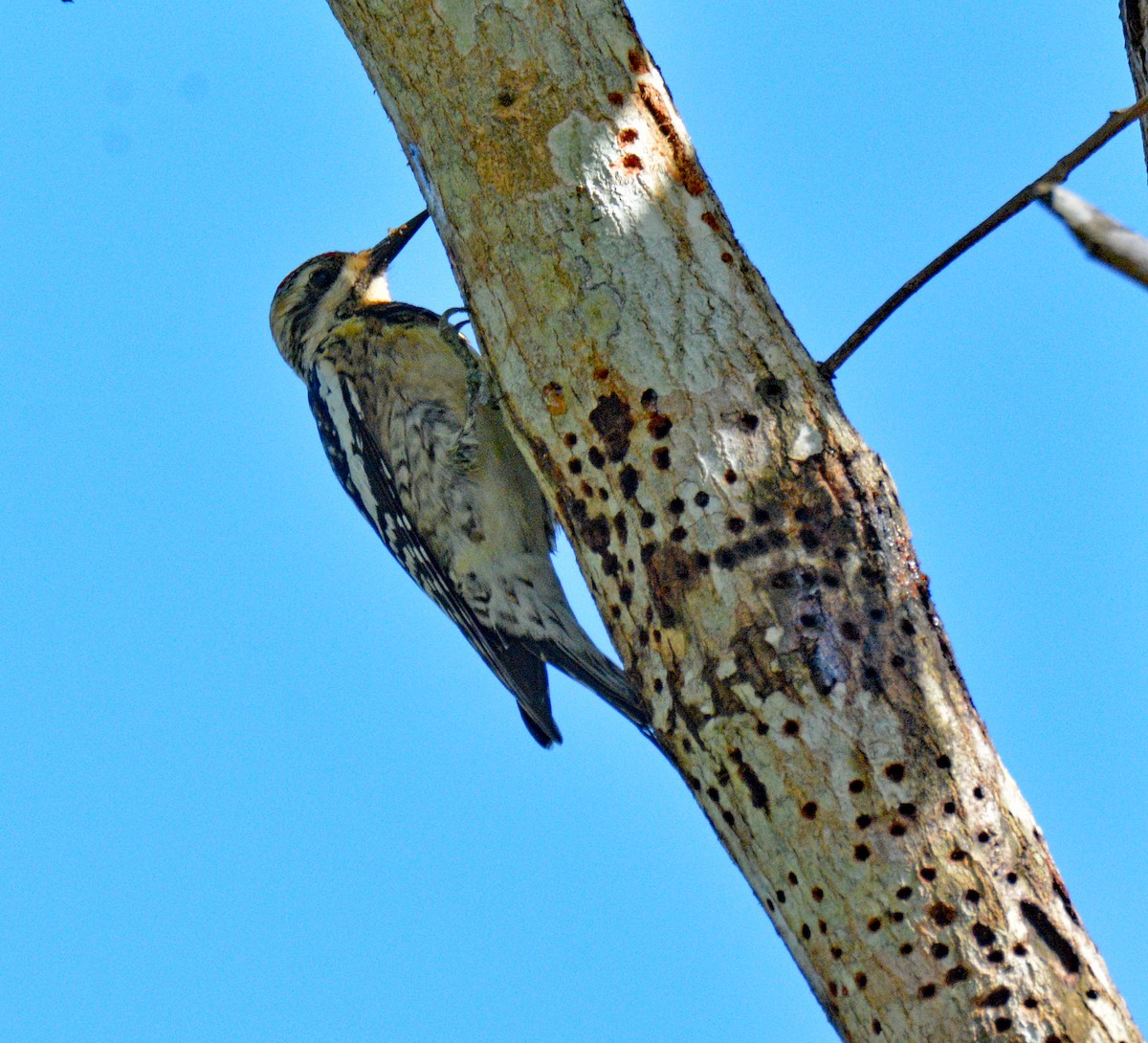 Yellow-bellied Sapsucker - ML635480817