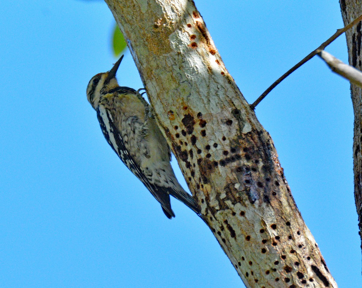 Yellow-bellied Sapsucker - ML635480818