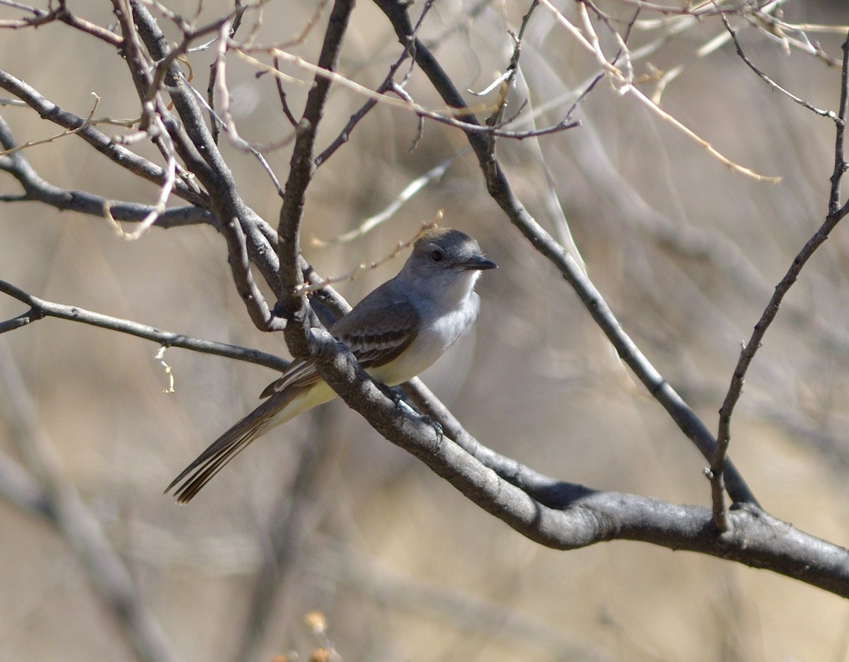 Ash-throated Flycatcher - ML635480839
