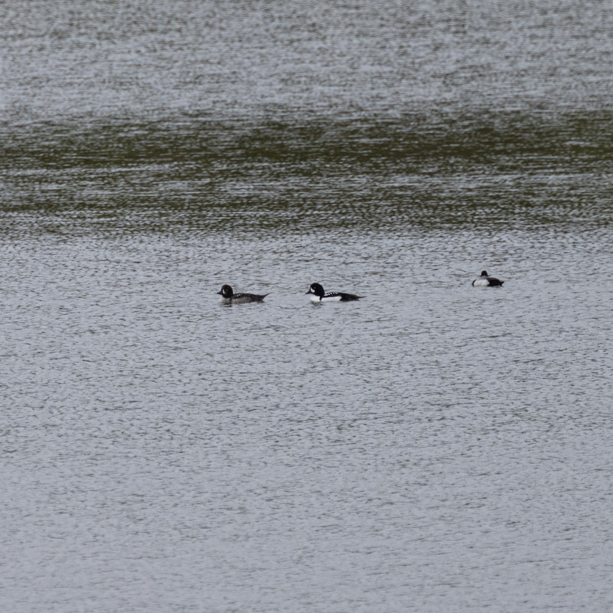 Barrow's Goldeneye - ML635480850