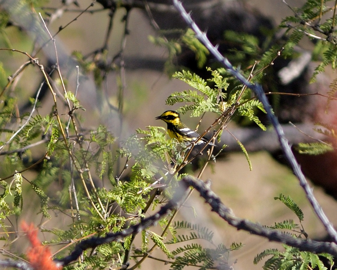Townsend's Warbler - ML635480879
