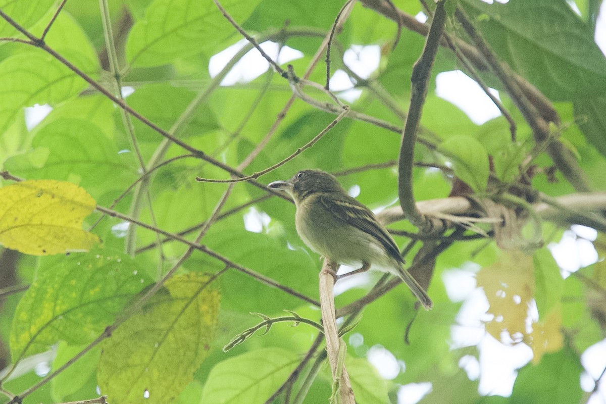 Southern Bentbill - ML635480928