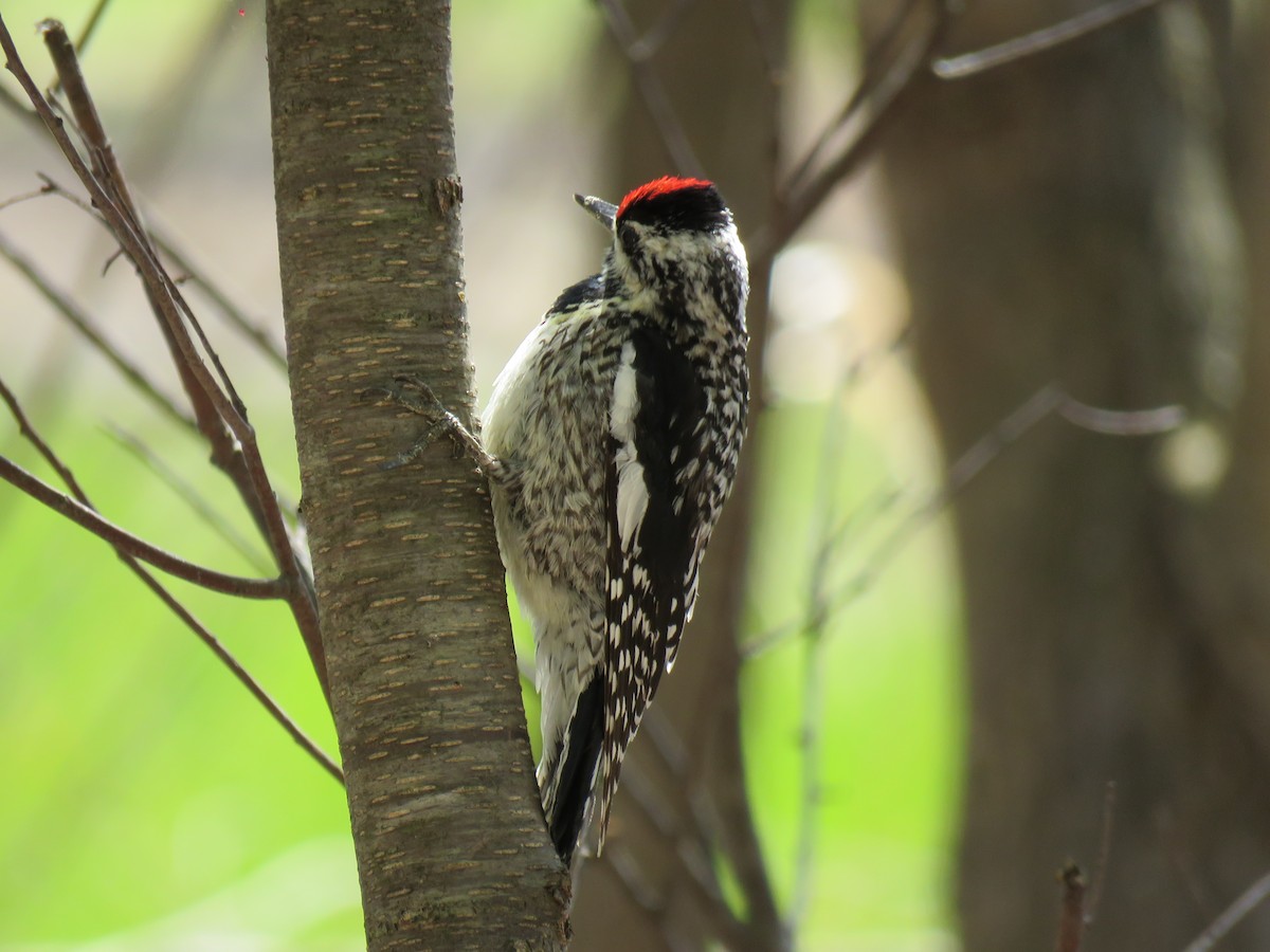 Yellow-bellied Sapsucker - ML635480956