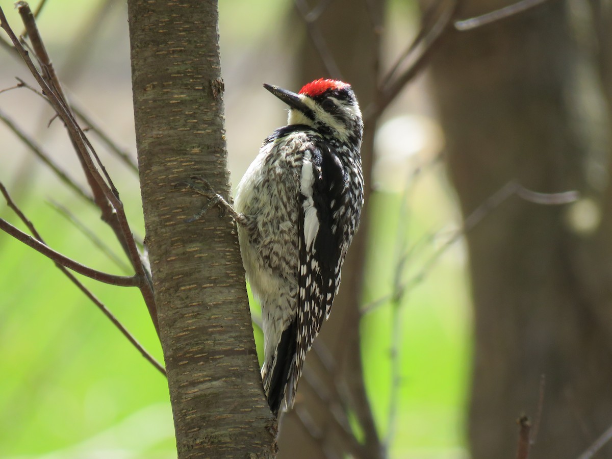 Yellow-bellied Sapsucker - ML635480988
