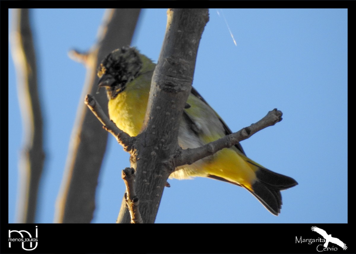 Hooded Siskin - ML635481005