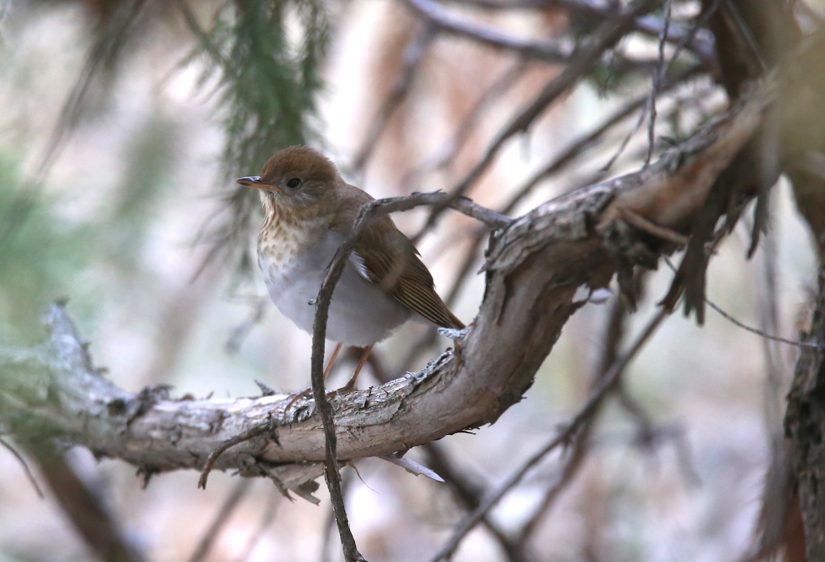 Veery - ML635481047
