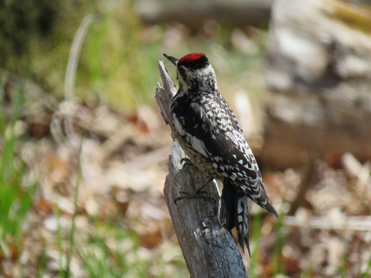 Yellow-bellied Sapsucker - ML635481054