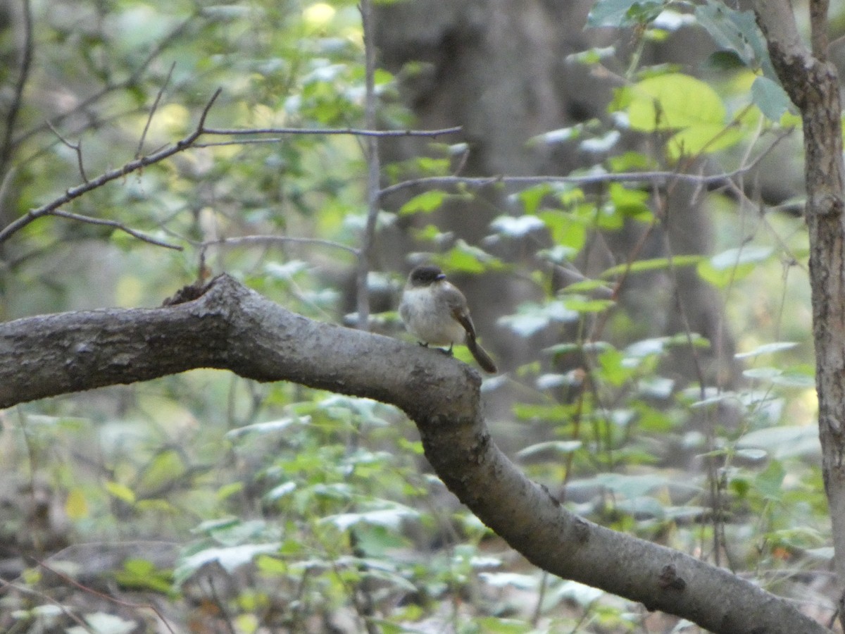 Eastern Phoebe - ML635481158