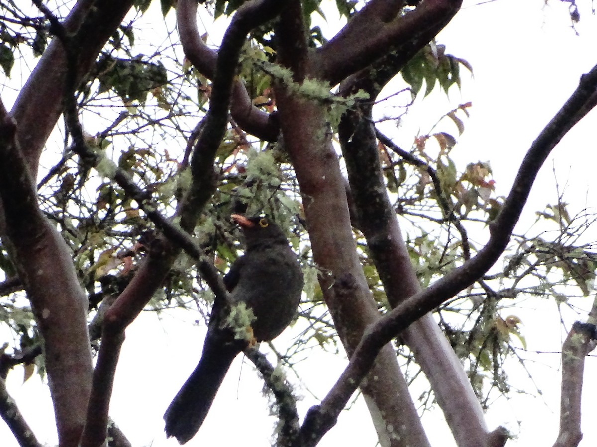 Great Thrush - ML635481173