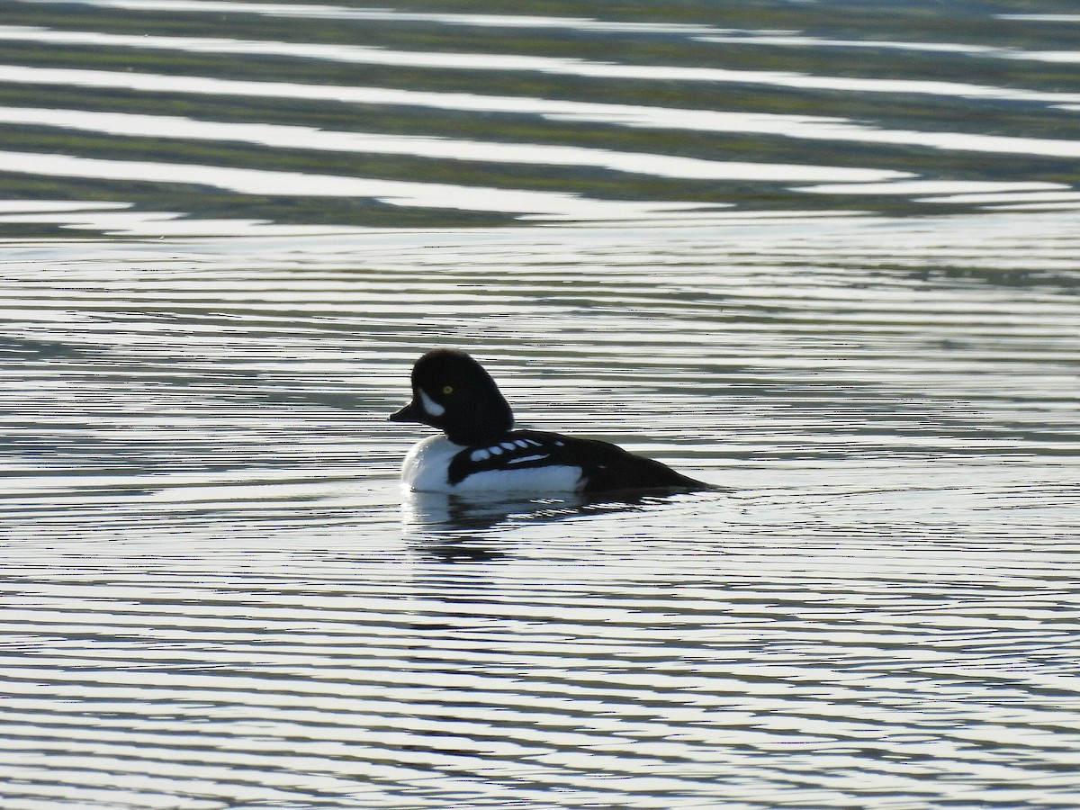 Barrow's Goldeneye - ML635481176