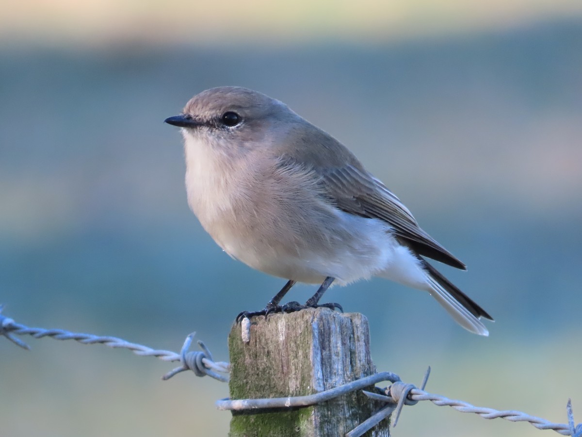 Jacky-winter - ML635481182