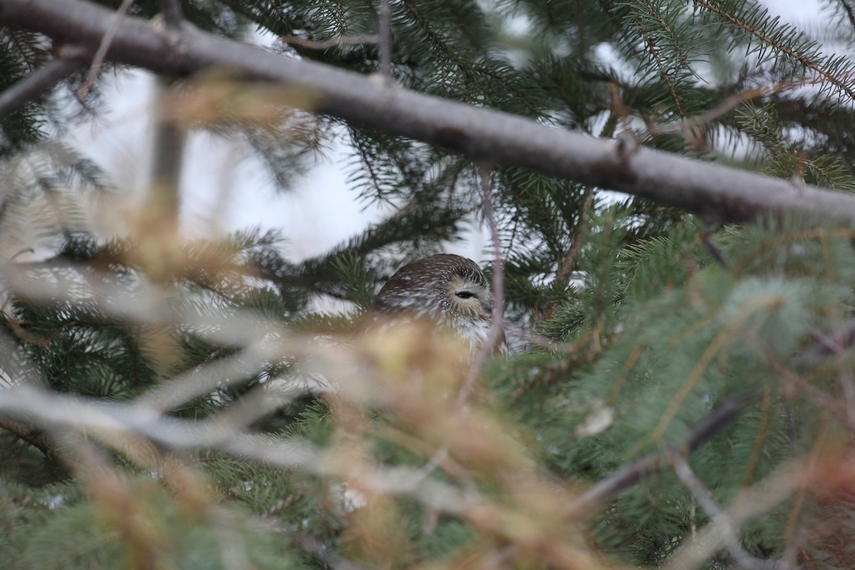 Northern Saw-whet Owl - ML635481194
