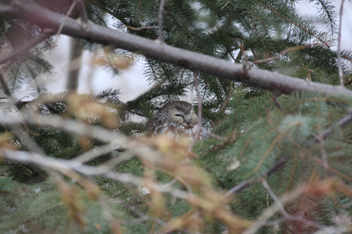 Northern Saw-whet Owl - ML635481195