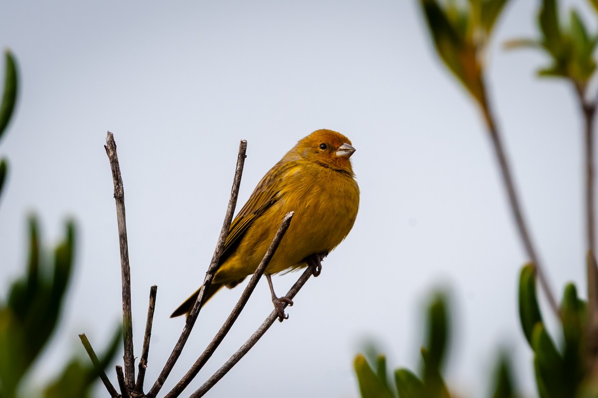 Grassland Yellow-Finch - ML635481212