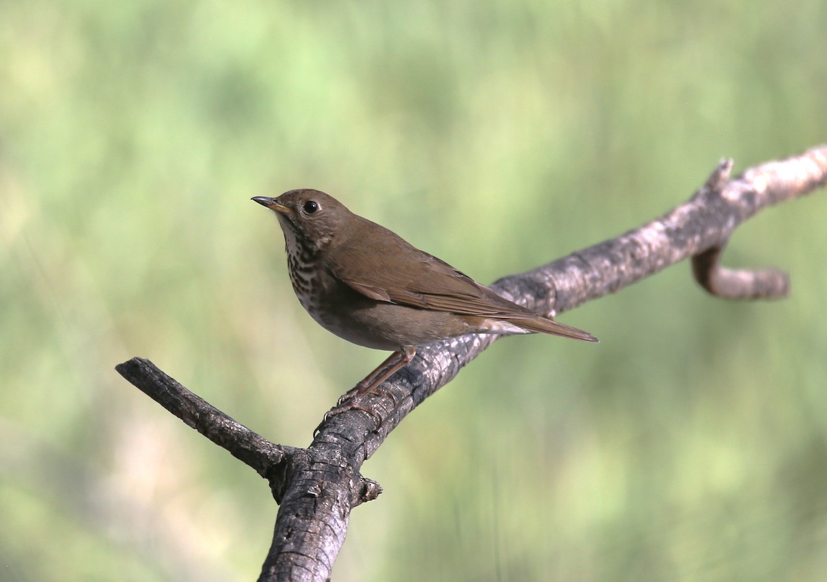 Gray-cheeked Thrush - ML635481236