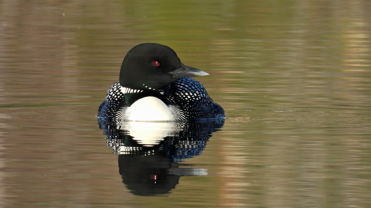 Common Loon - ML635481282