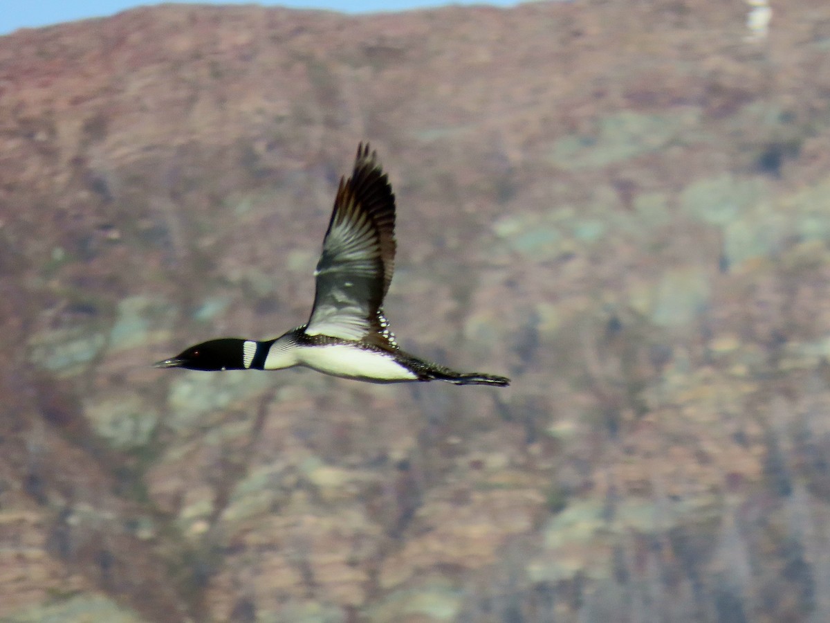 Common Loon - ML635481283