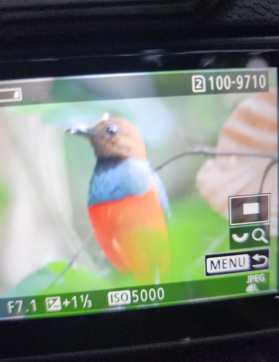 Philippine Pitta (Philippine) - ML635481310