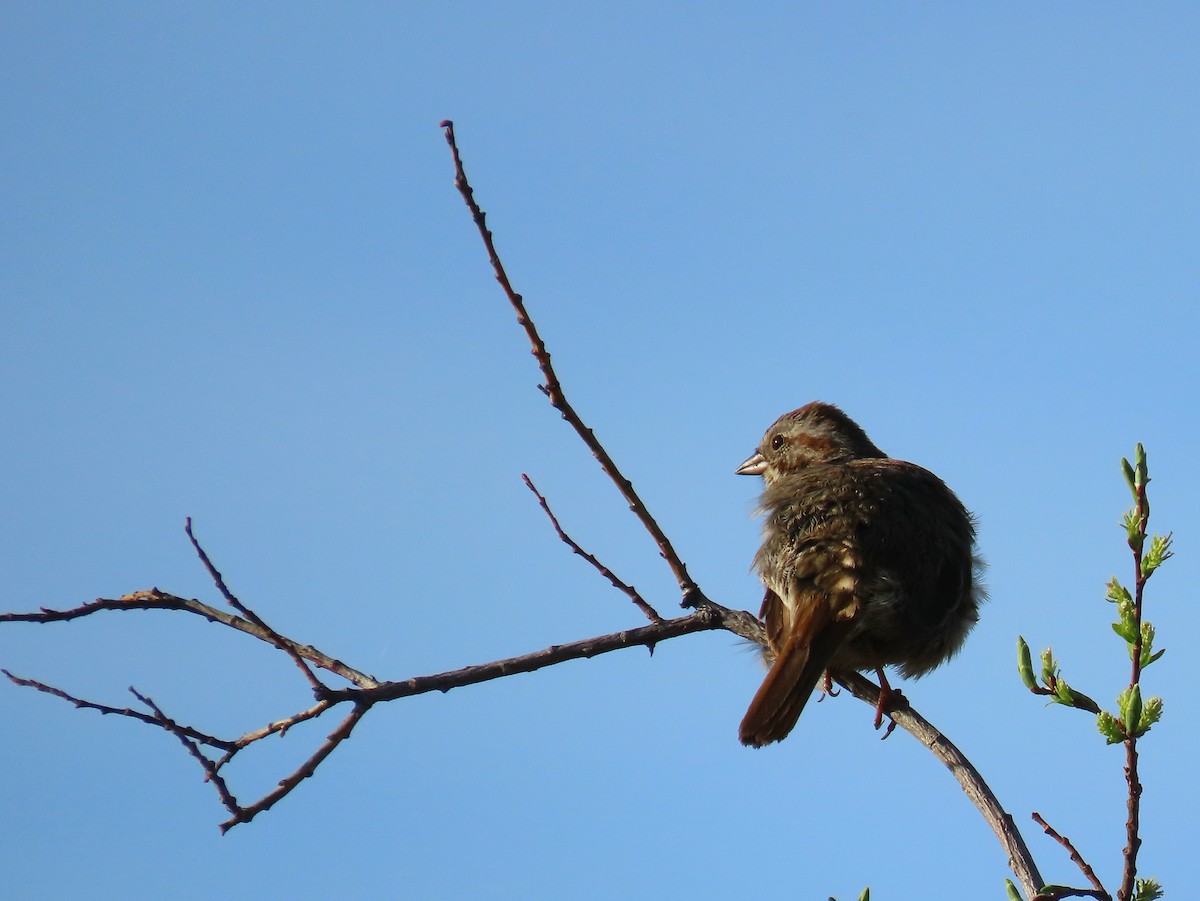 Song Sparrow - ML635481465
