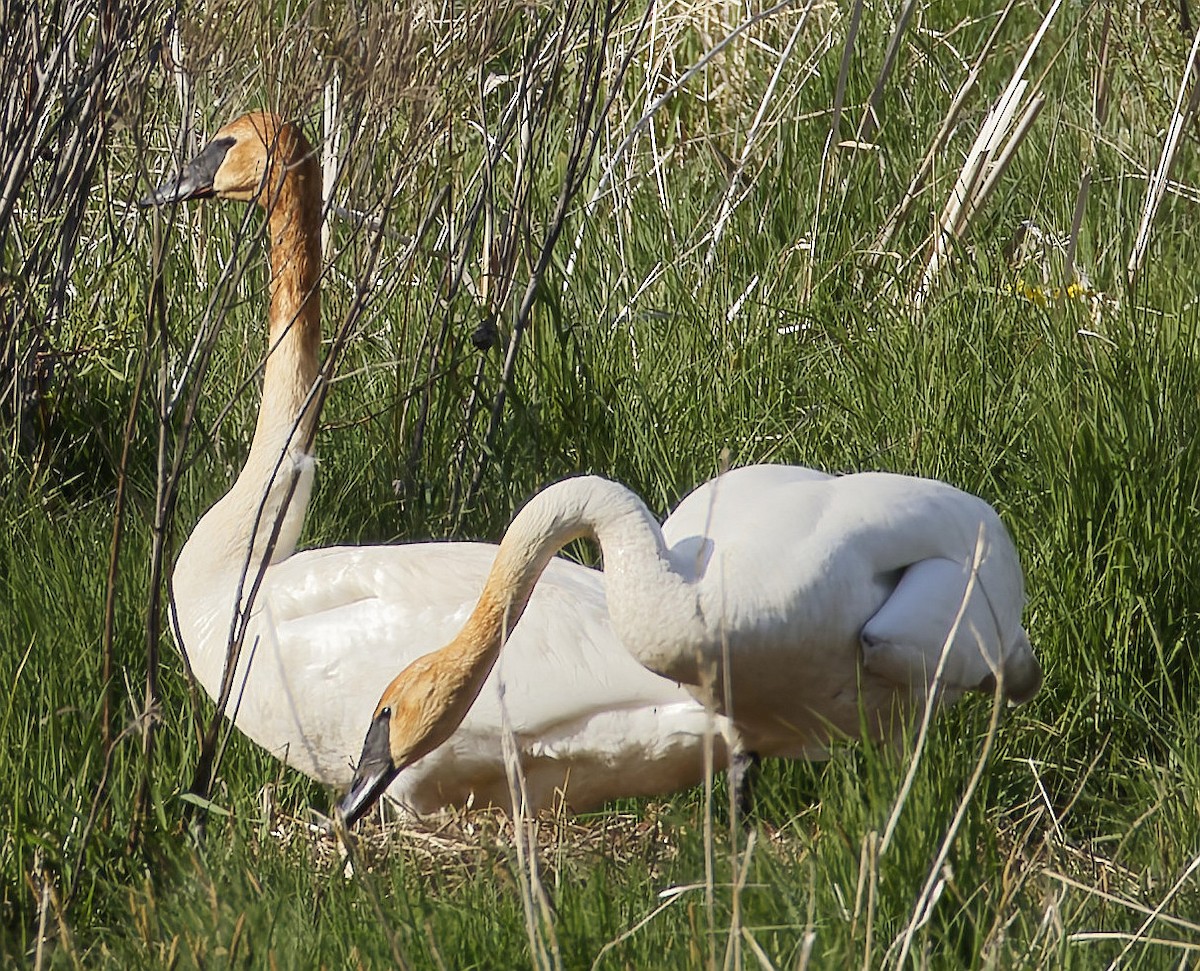 Trompeterschwan - ML635481492