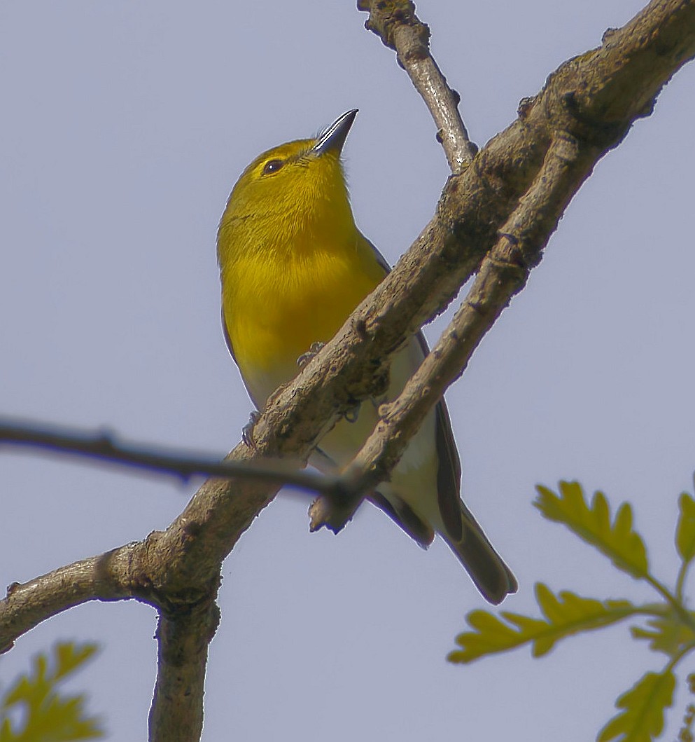 Gelbkehlvireo - ML635481508