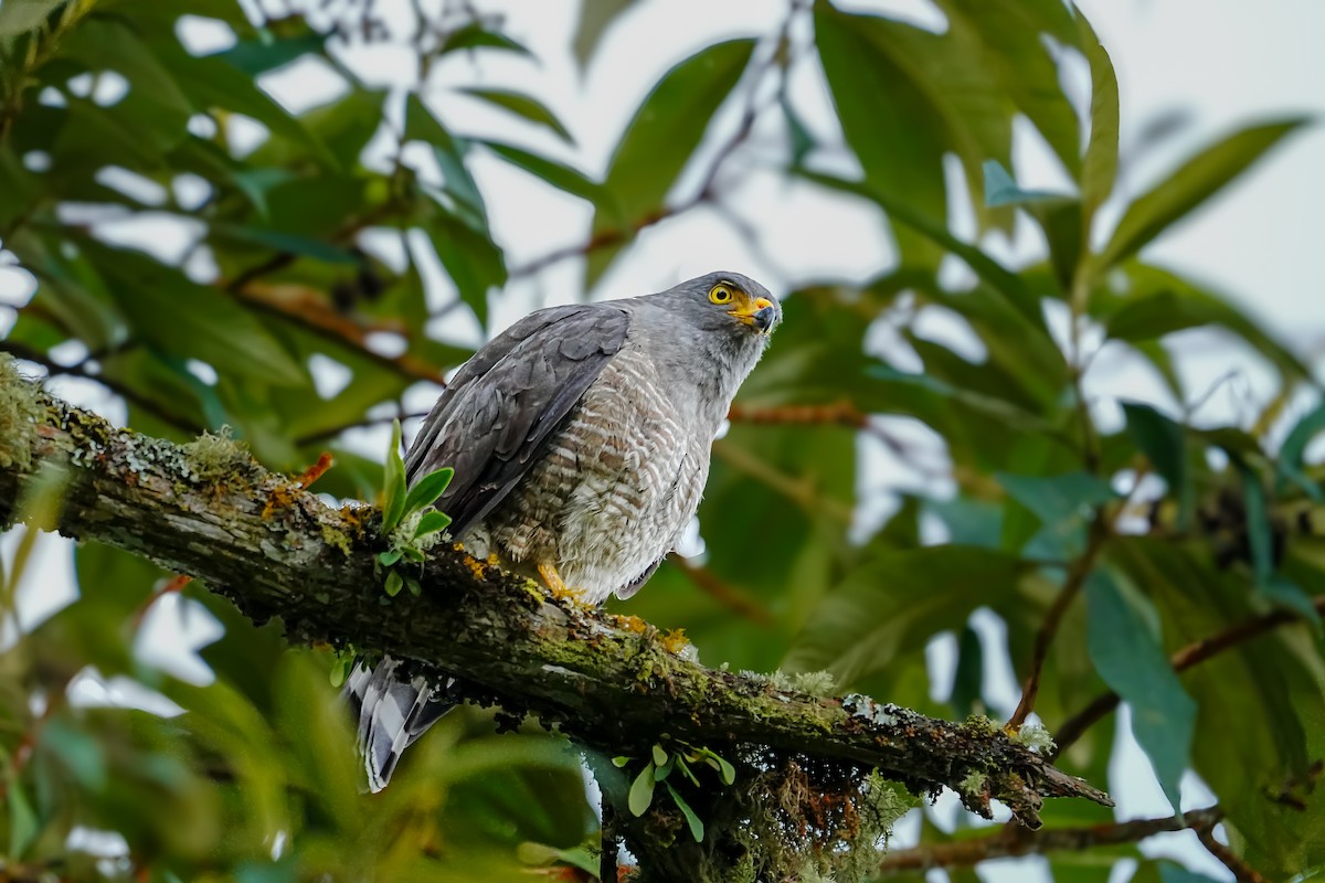 Roadside Hawk - ML635481509