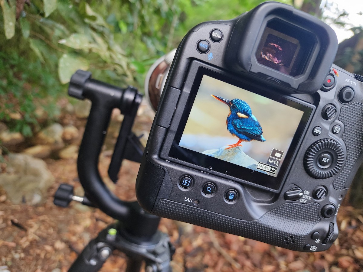Indigo-banded Kingfisher (Northern) - ML635481526