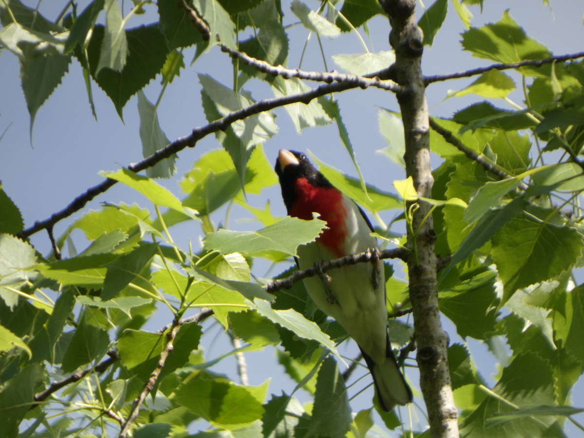 Rose-breasted Grosbeak - ML635481537