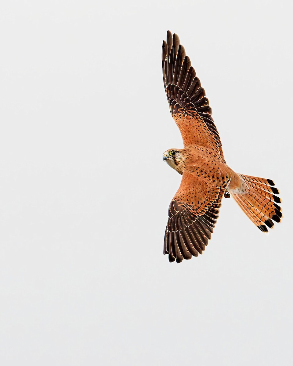 Nankeen Kestrel - ML635481554