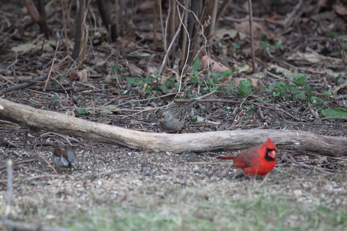 Golden-crowned Sparrow - ML635481557