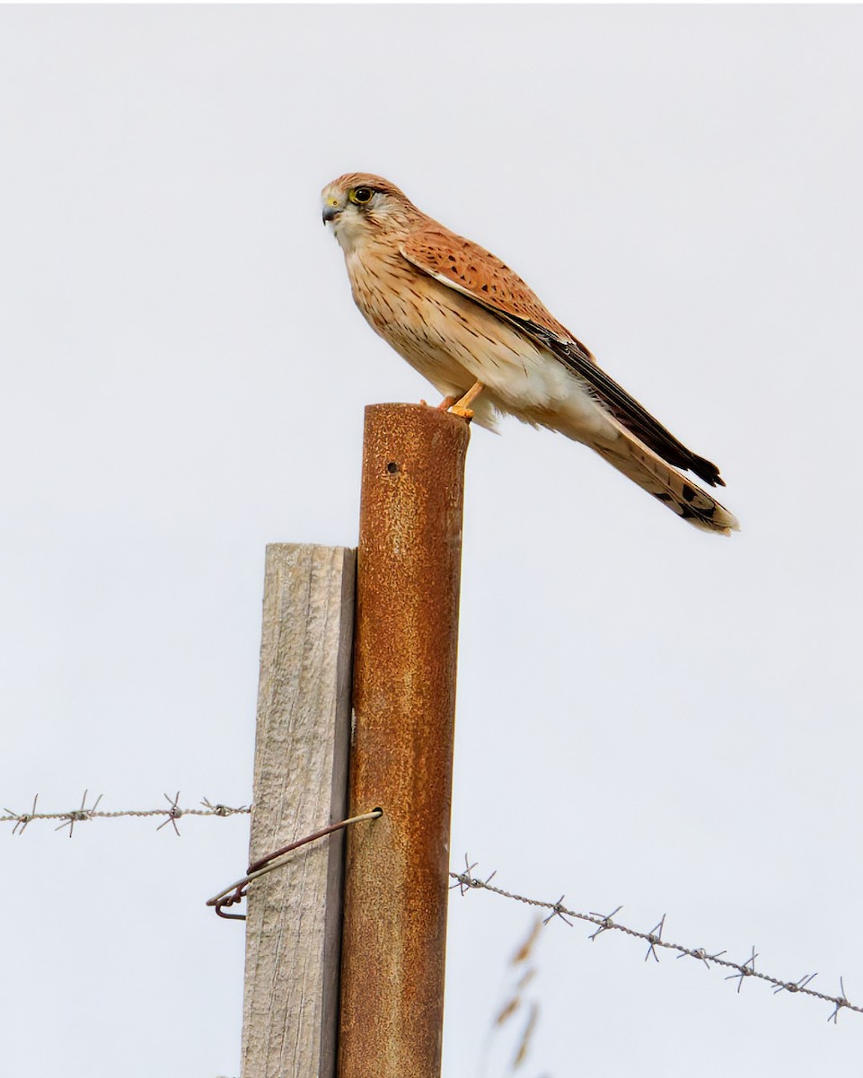 Nankeen Kestrel - ML635481577