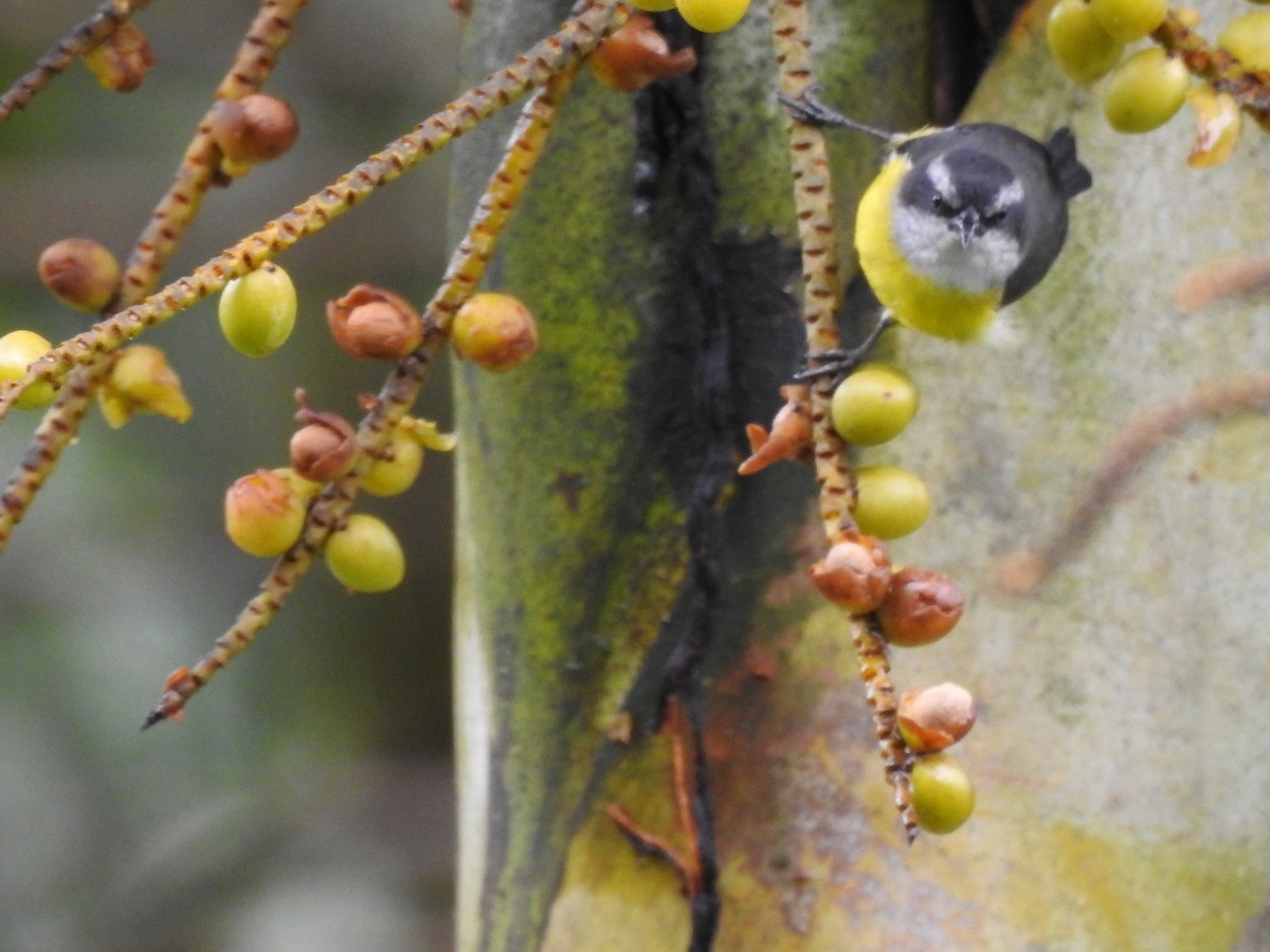 Bananaquit - ML635481649