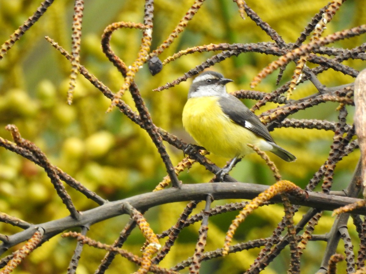 Bananaquit - ML635481684