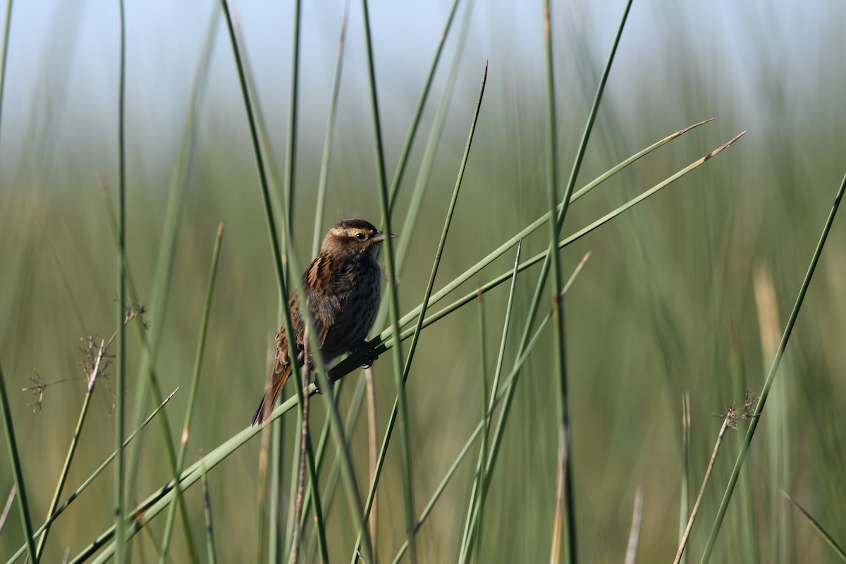Yellow-winged Blackbird - ML635481688