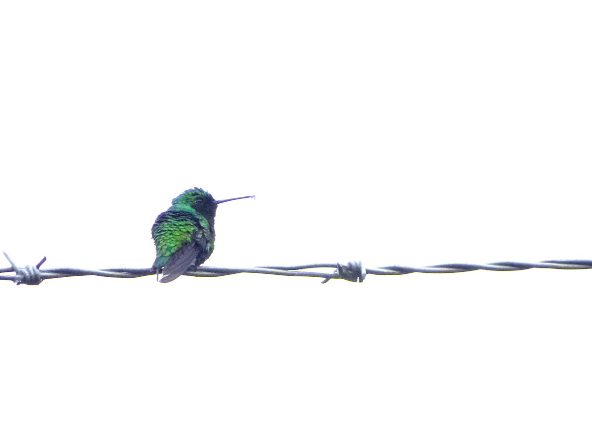 Short-tailed Emerald - ML635481753