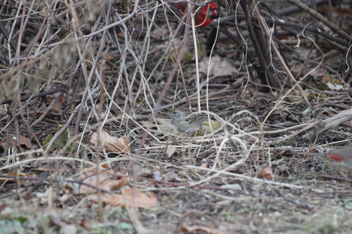 Golden-crowned Sparrow - ML635481798