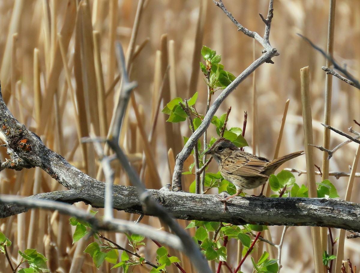 Lincoln's Sparrow - ML635481820
