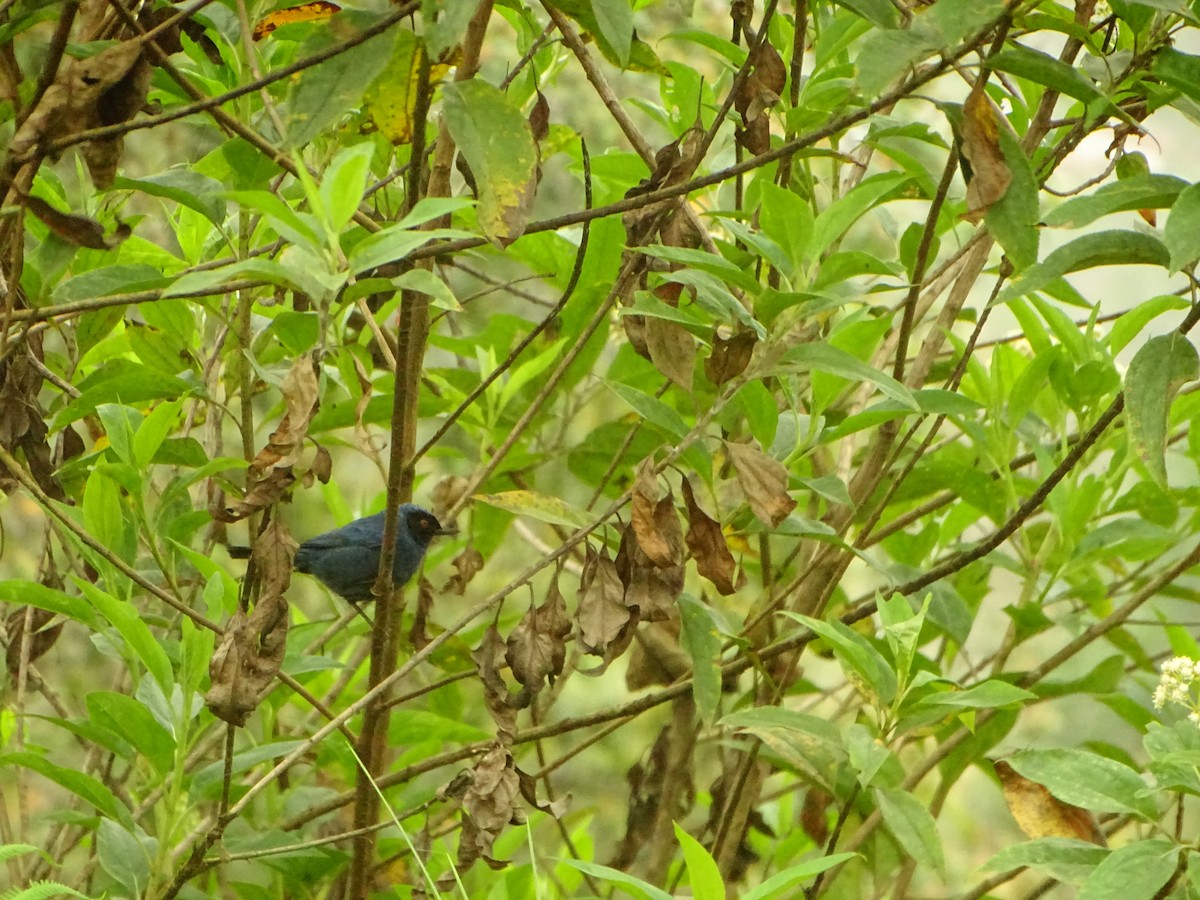 Masked Flowerpiercer - ML635481828